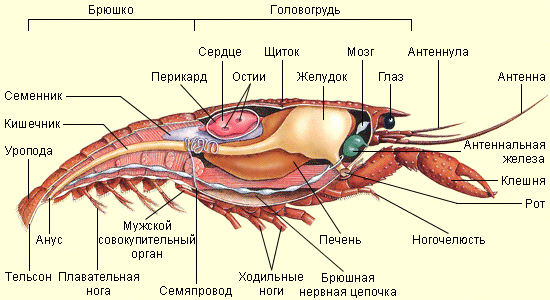 Crayfish   respiratory system